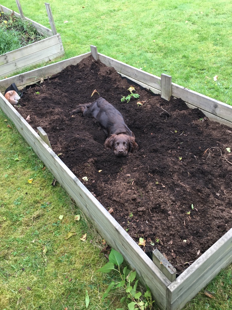 Gräver om i planteringslådan Gräver om i planteringslådan