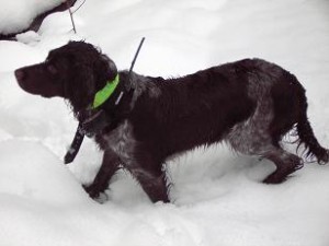Trött och sliten En trött Lea efter en tur i djup snö.