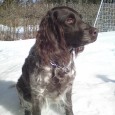 Från den 1 mars får inga hundar springa lösa i mark där det finns vilt så nu längtar vi till den 21 augusti då vi börjar jaktträningen igen.